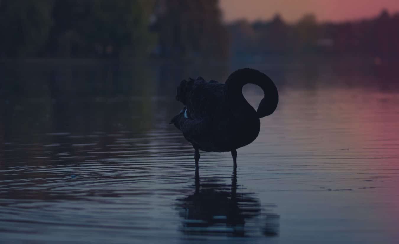Not one but three black swans in 2019