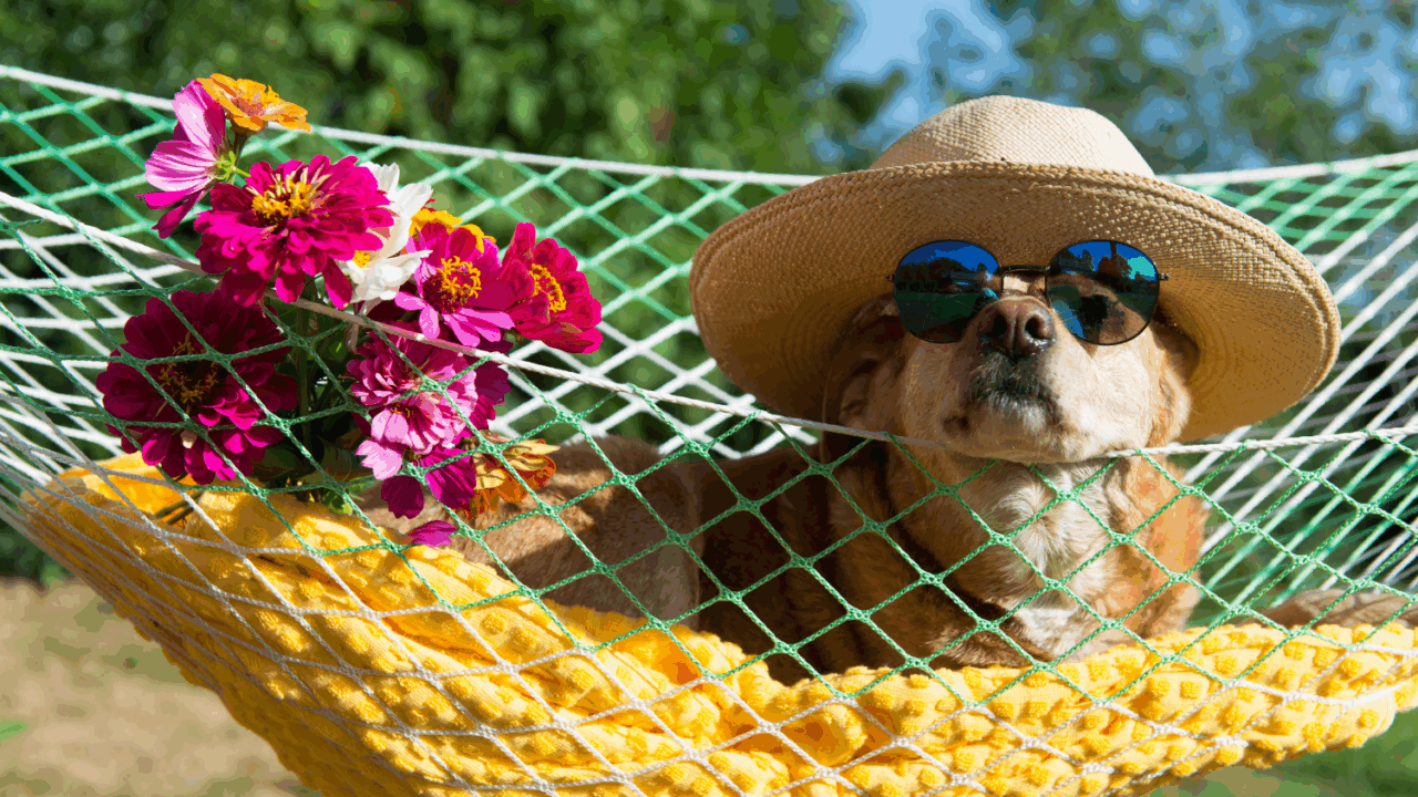 Like the idea of a 'lazy job' by I.Wierink van Wetten on Canva